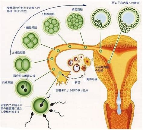 著床意思